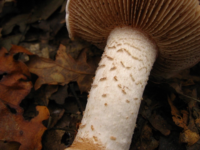 Escursione in querceto, finalmente i funghi!!!